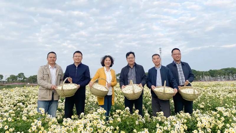 省供銷社副主任沈省文、一級(jí)巡視員張悅到浙農(nóng)杭白菊GAP基地調(diào)研