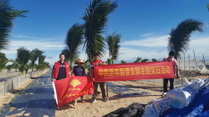 浙農(nóng)愛普黨員農(nóng)技服務隊助力海南島露天西瓜種植